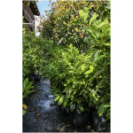 PRUNUS LAUROCERASUS ´CAUCASICA´
