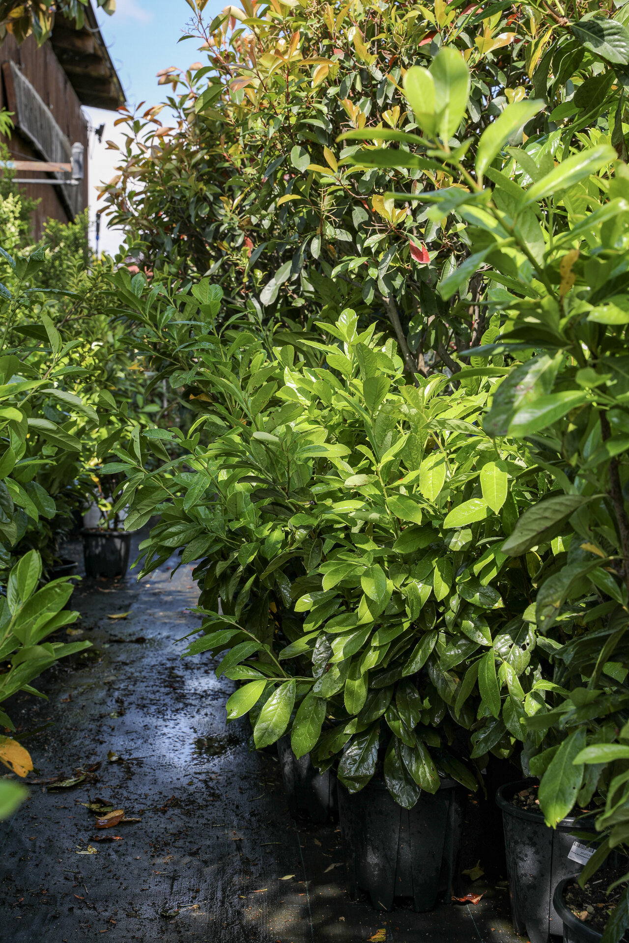 PRUNUS LAUROCERASUS ´CAUCASICA´