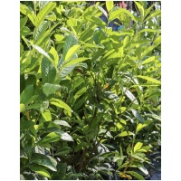 PRUNUS LAUROCERASUS ´ETNA´