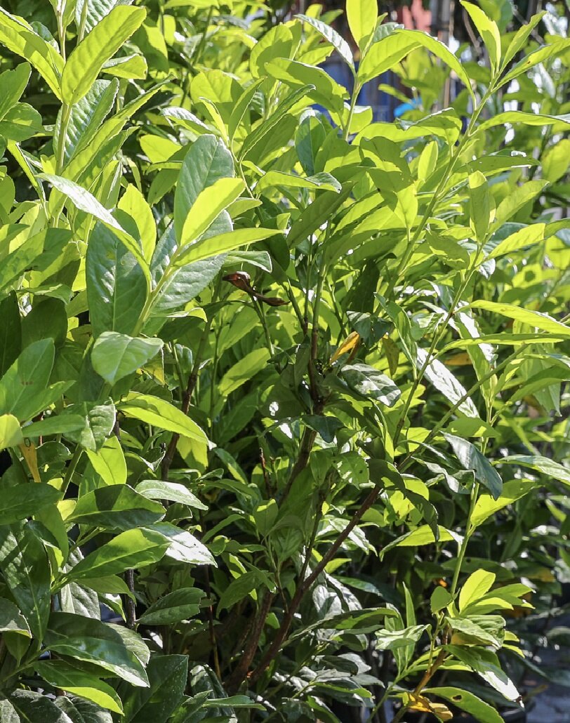 PRUNUS LAUROCERASUS ´ETNA´