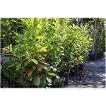 PRUNUS LAUROCERASUS ´NOVITA´