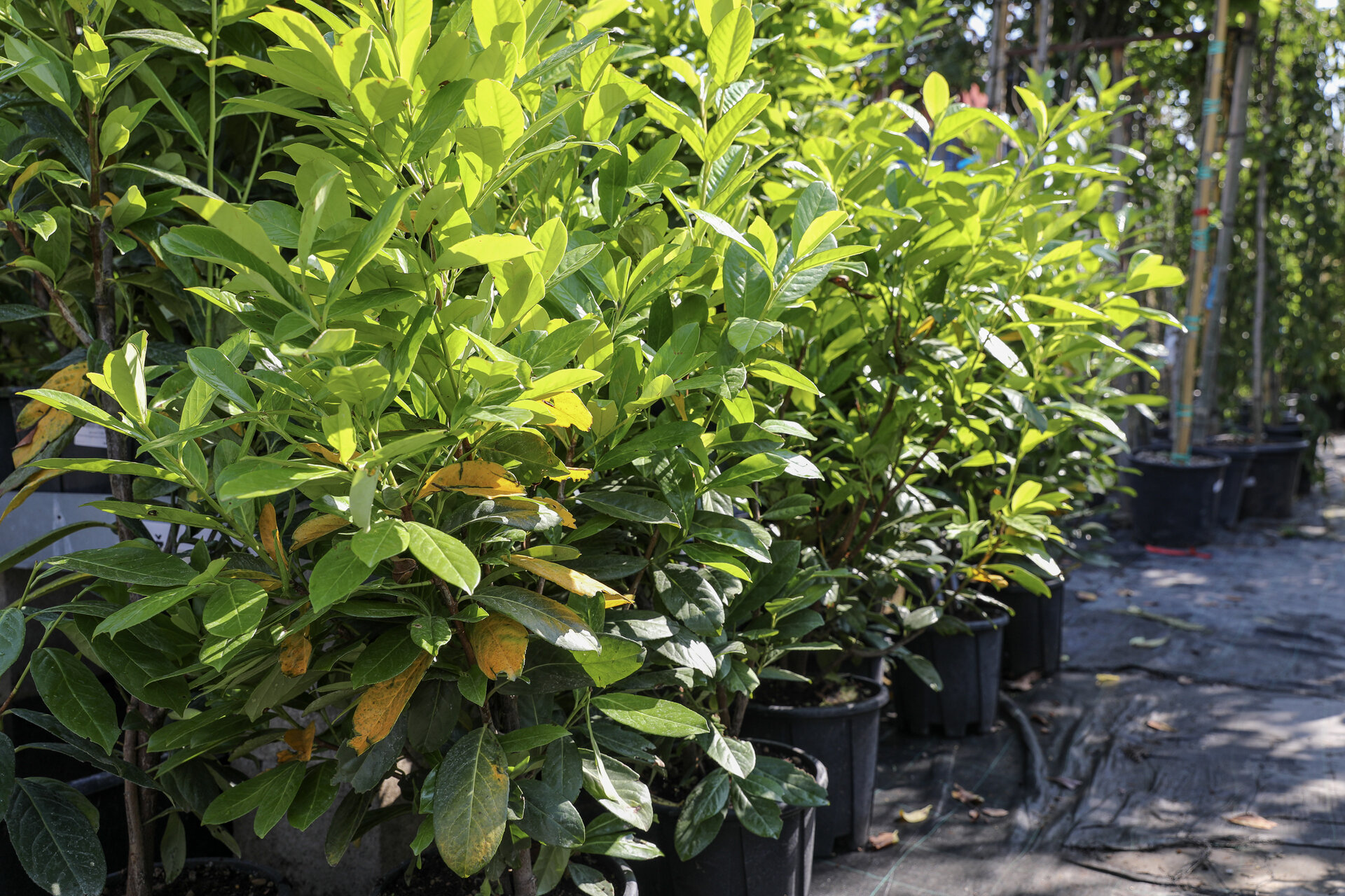 PRUNUS LAUROCERASUS ´NOVITA´