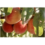 PRUNUS persica