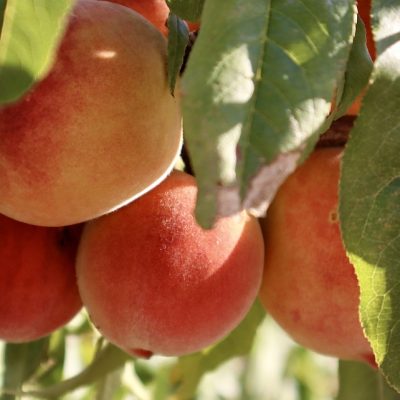 PRUNUS persica