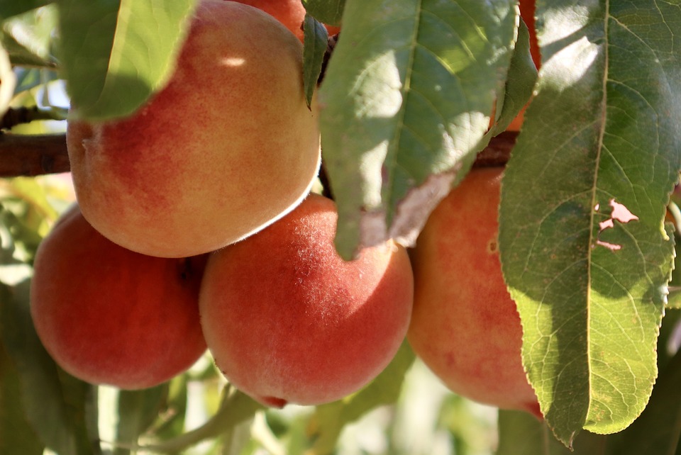 PRUNUS persica