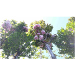 PRUNUS SERRULATA ´KANZAN´