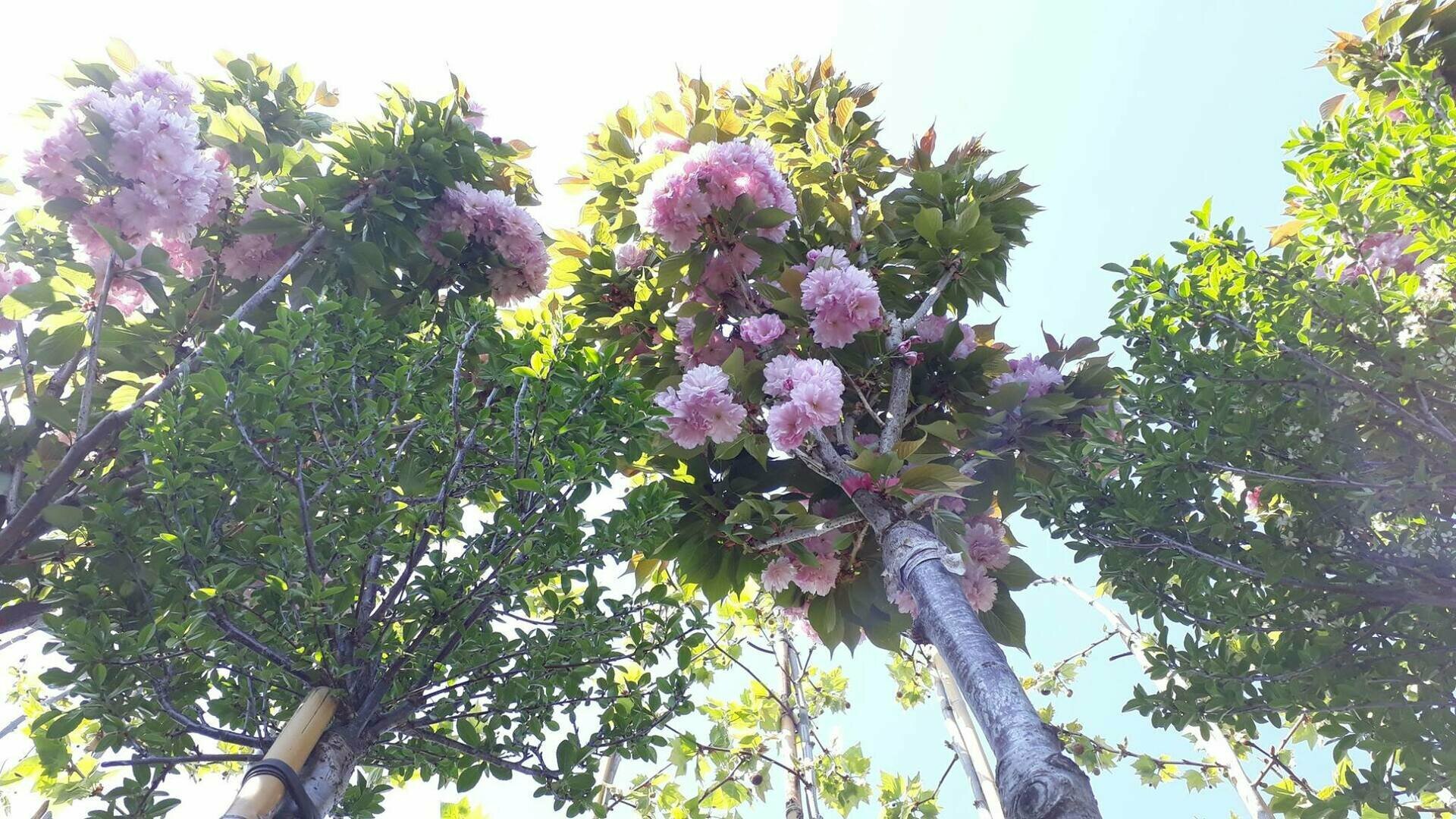 PRUNUS SERRULATA ´KANZAN´