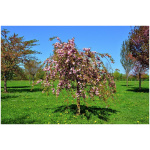 PRUNUS SERRULATA KIKU-SHIDARE-SAKURA