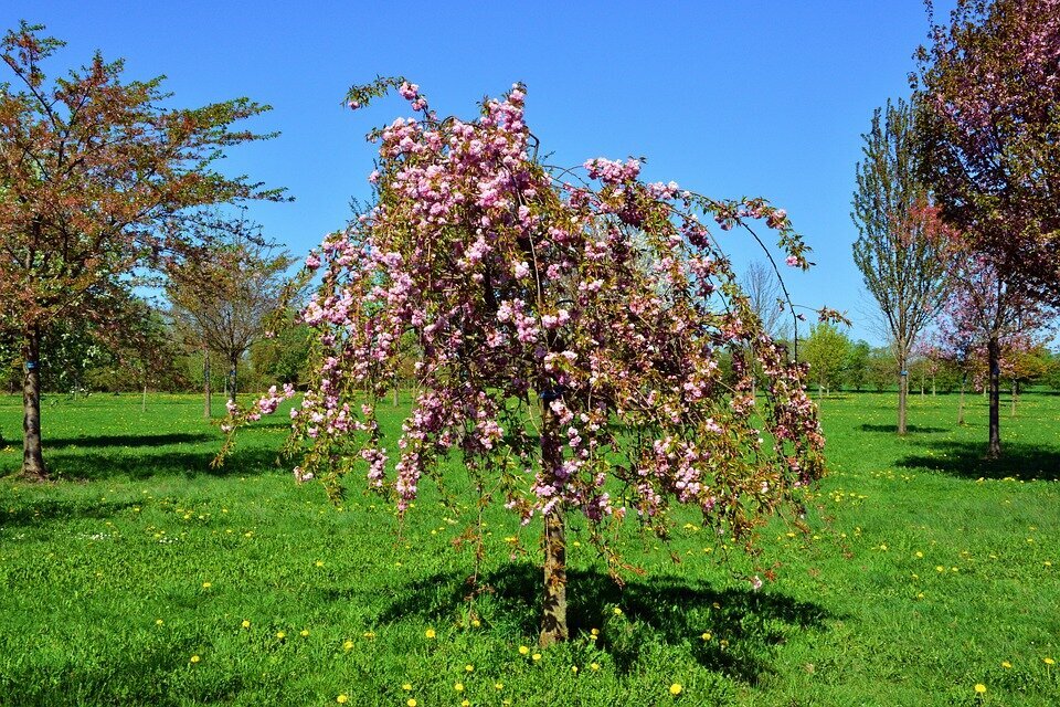 PRUNUS SERRULATA KIKU-SHIDARE-SAKURA