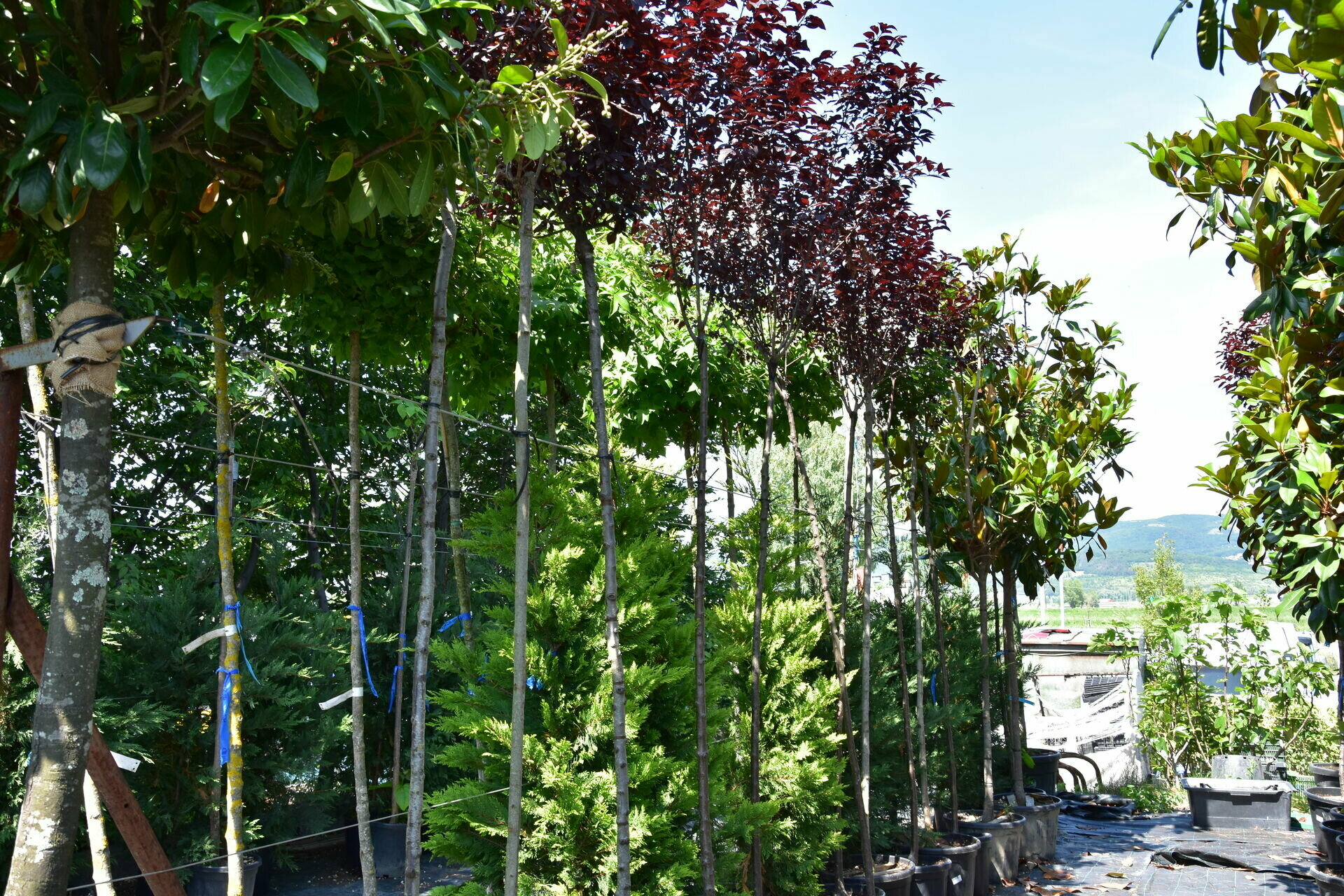 PRUNUS SERRULATA ROYAL BURGUNDY