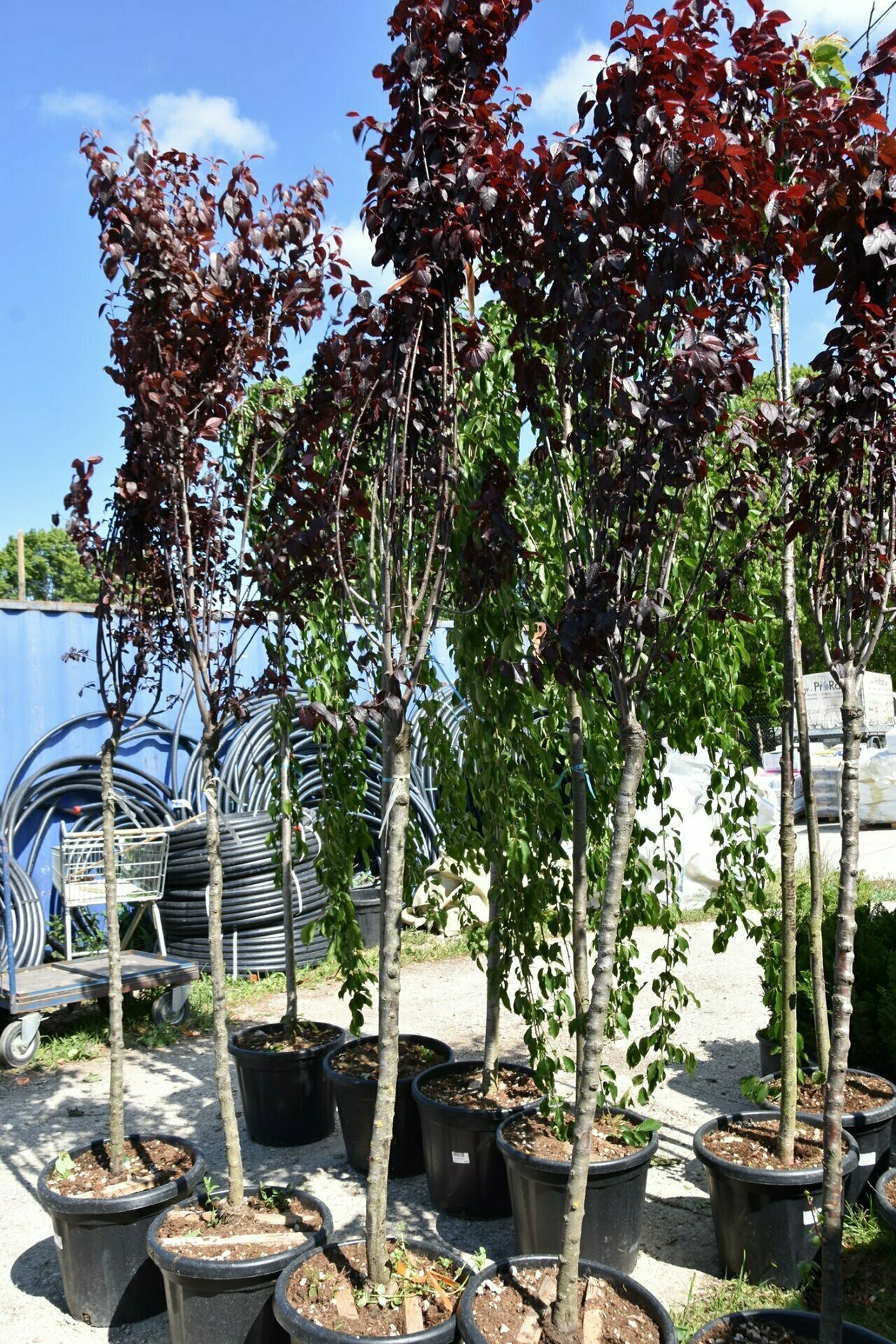PRUNUS SERRULATA ROYAL BURGUNDY