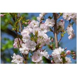 PRUNUS SERRULATA ´AMANOGAWA´