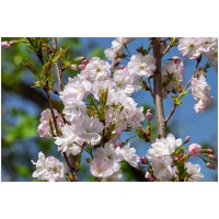 PRUNUS SERRULATA ´AMANOGAWA´
