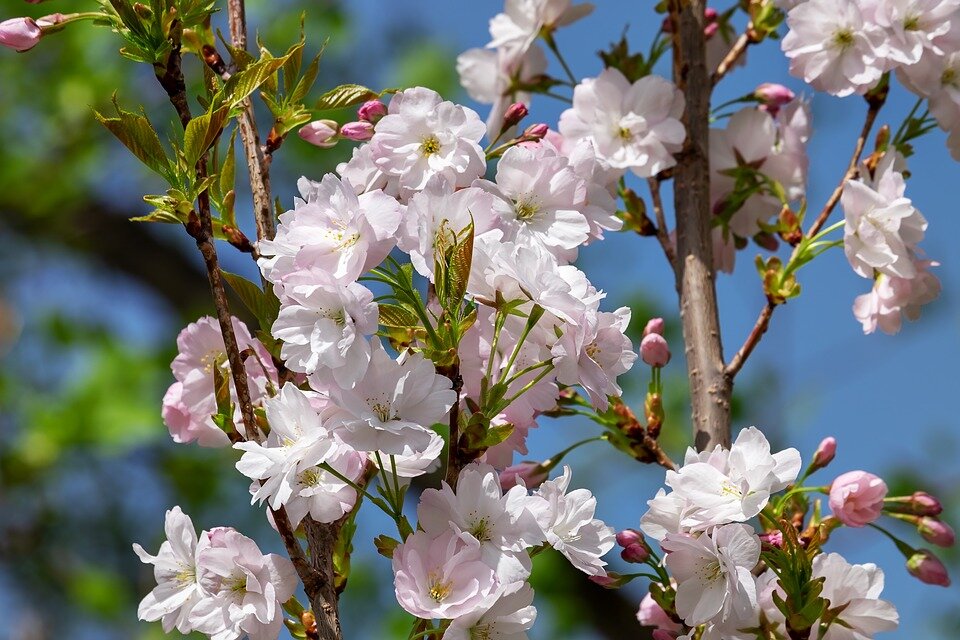 PRUNUS SERRULATA ´AMANOGAWA´