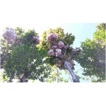 PRUNUS SERRULATA KANZAN
