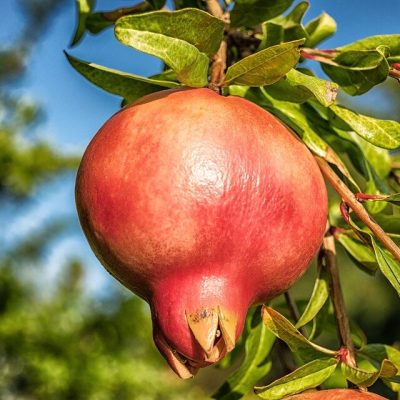 PUNICA GRANATUM ´NANA´