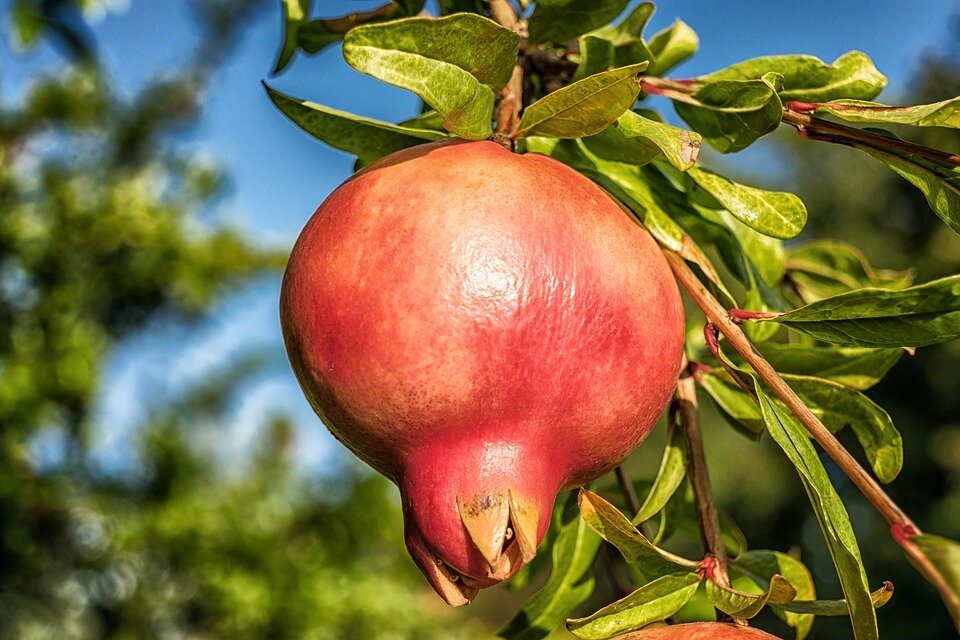 PUNICA GRANATUM ´NANA´