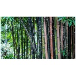 PYLLOSTACHYS ´NIGRA BORYANA´