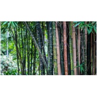 PYLLOSTACHYS ´NIGRA BORYANA´