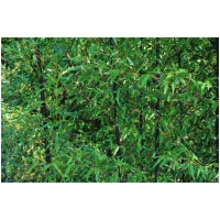 PYLLOSTACHYS ´NIGRA´