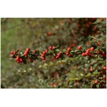 PYRACANTHA COCCINEA