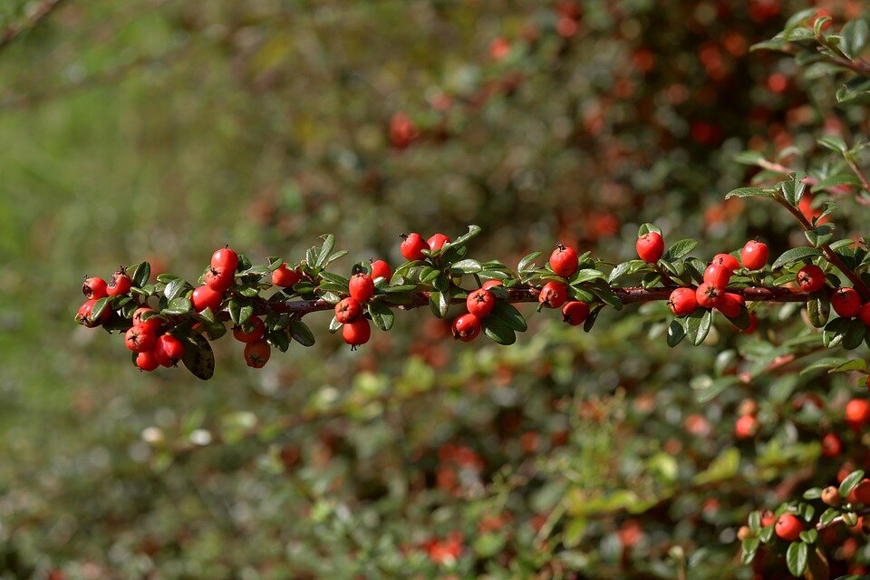 PYRACANTHA COCCINEA