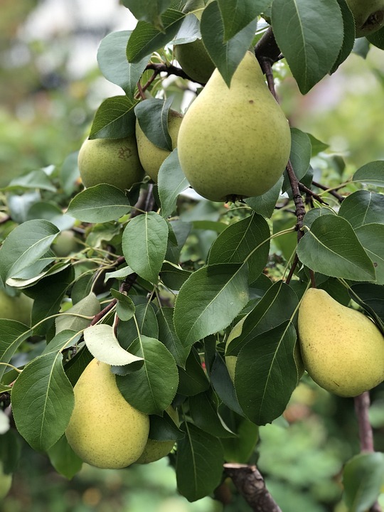 PYRUS COMMUNIS K25