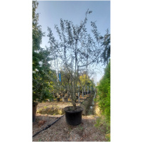 PYRUS SALICIFOLIA PENDULA
