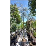 PYRUS SALICIFOLIA PENDULA