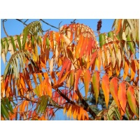 RHUS TYPHINA ´TIGER EYES´