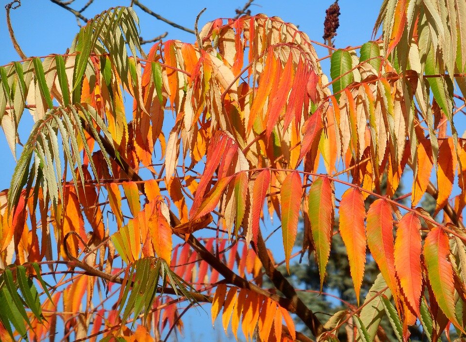 RHUS TYPHINA ´TIGER EYES´