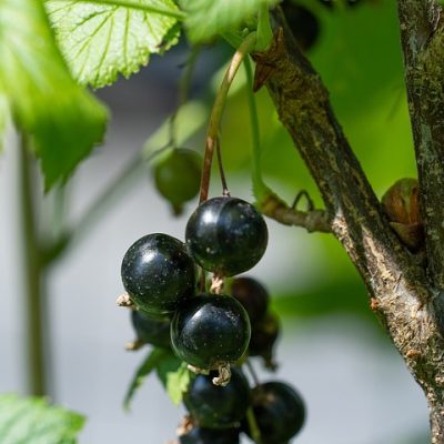 Ríbezľa čierna voľnokorenná - BONA
