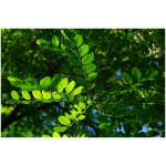 ROBINIA PSEUDOACACIA UMBRACULIFERA