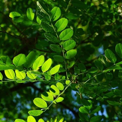 ROBINIA PSEUDOACACIA UMBRACULIFERA