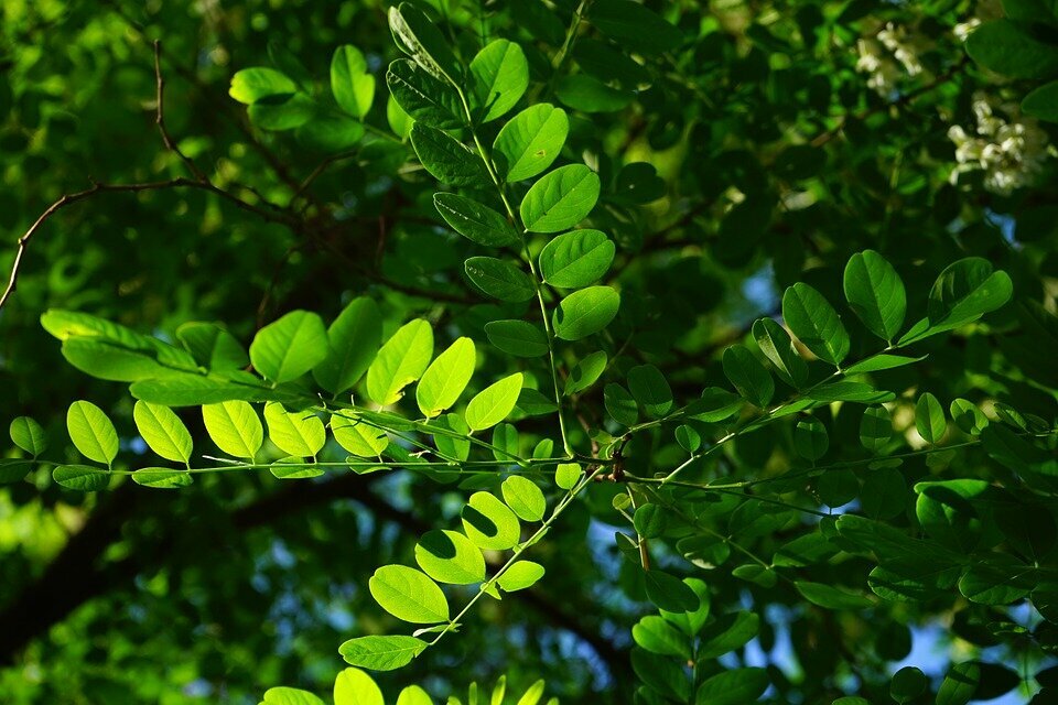 ROBINIA PSEUDOACACIA UMBRACULIFERA