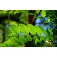 ROBINIA PSEUDOACACIA ´TWISTY BABY´ Clt. 35