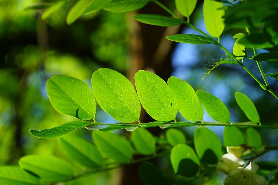 ROBINIA PSEUDOACACIA ´TWISTY BABY´ Clt. 35