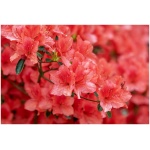 RODODENDRÓN ´NOVA ZEMBLA´