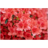 RODODENDRÓN ´NOVA ZEMBLA´