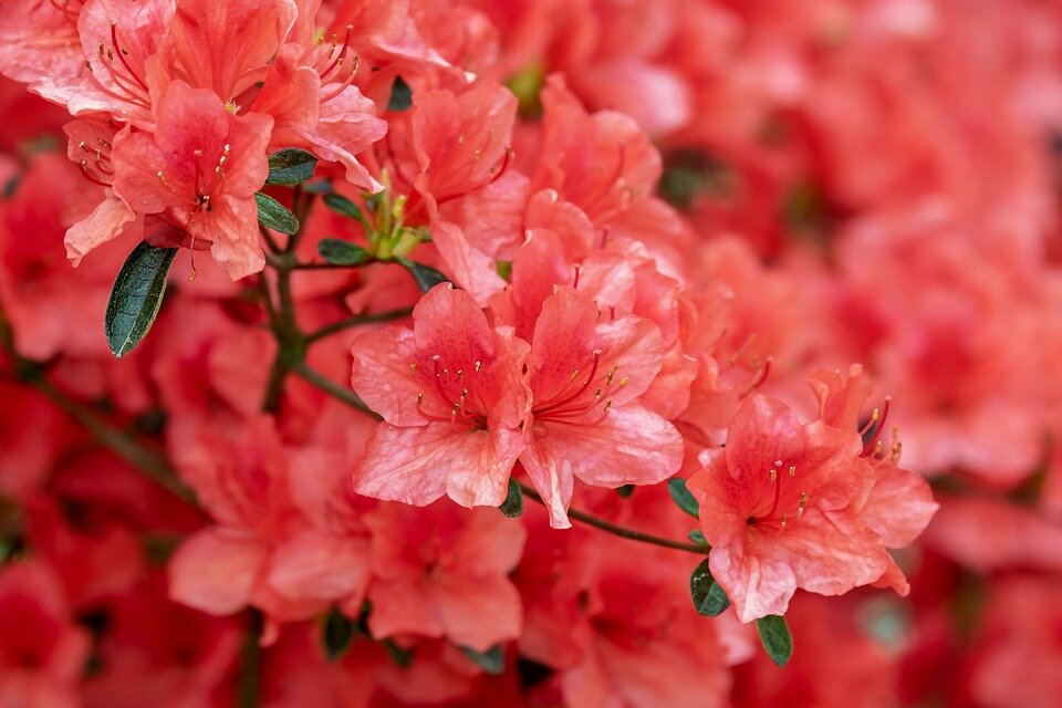 RODODENDRÓN ´NOVA ZEMBLA´