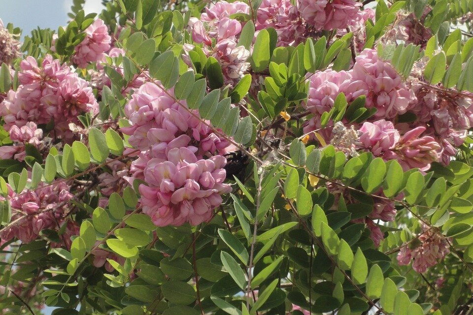 RROBINIA PSEUDOACACIA