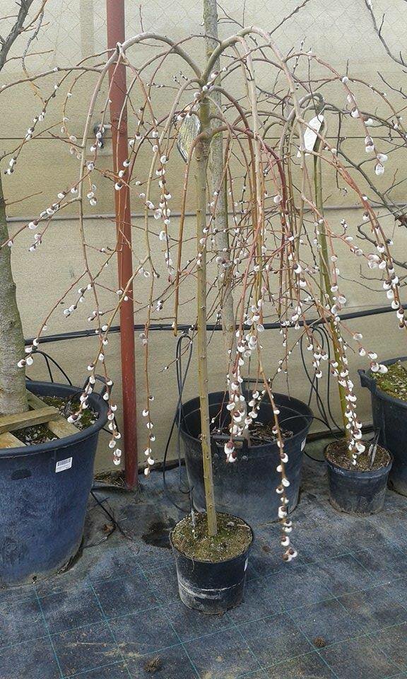 SALIX CAPREA ´PENDULA´