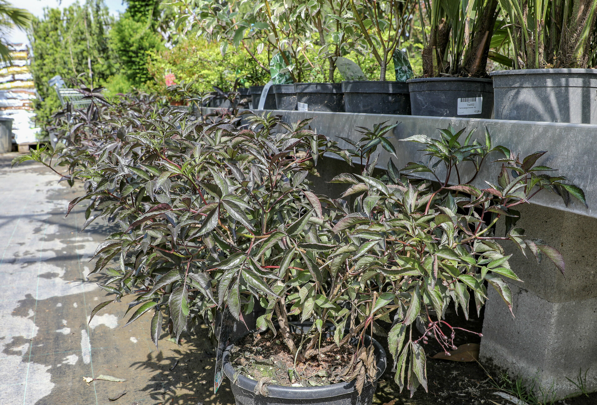SAMBUCUS NIGRA ´ BLACK BEAUTY´