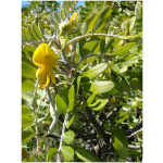 SOPHORA JAPONICA PENDULA