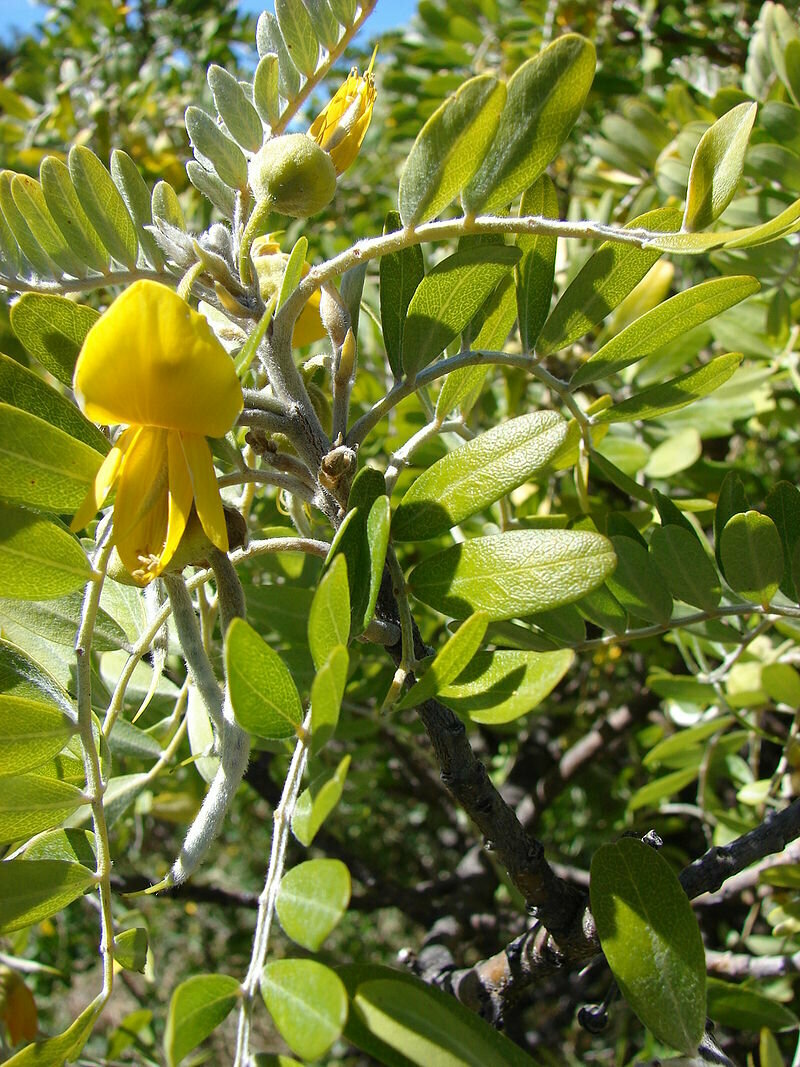 SOPHORA JAPONICA PENDULA