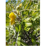 SOPHORA JAPONICA ´PENDULA´