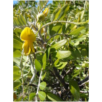 SOPHORA JAPONICA "Pendula" Clt. 130