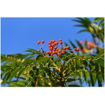 SORBUS AUCUPARIA ´FASTIGIATA´