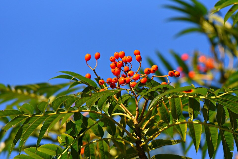 SORBUS AUCUPARIA ´FASTIGIATA´