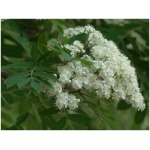 SORBUS DOMESTICA